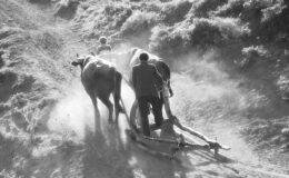 018 - etwas bescheidene boliden